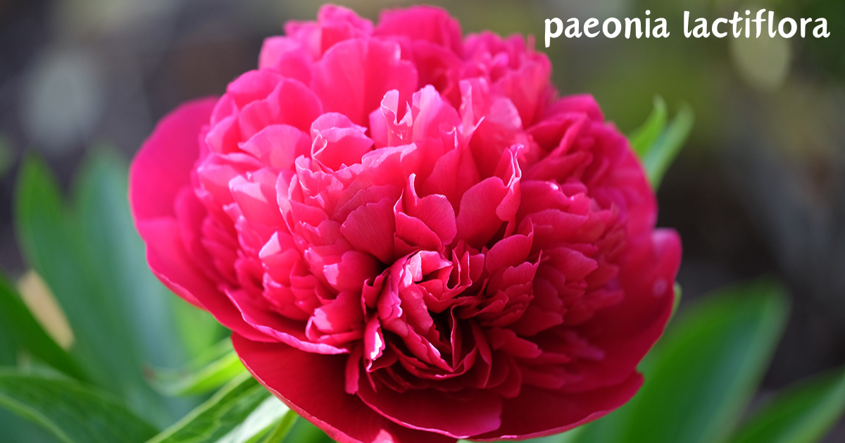 paeonia lactiflora